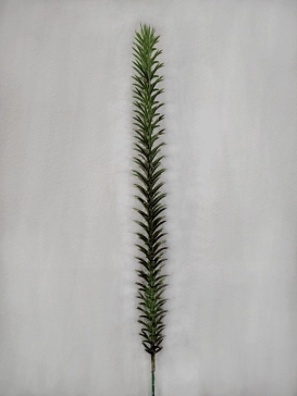 Название картинки