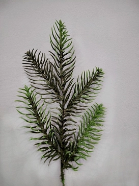 Название картинки